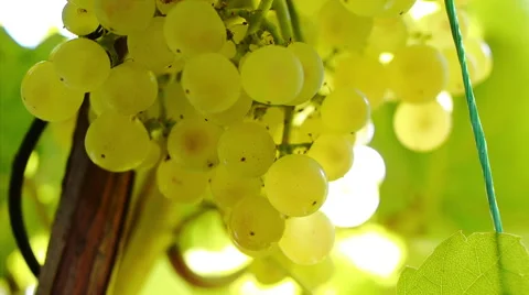 White Grapes 2 Stock Footage 42281011