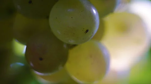 White Grapes 3 Stock Footage 42279253