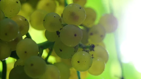 White Grapes 4 Stock Footage 42280768
