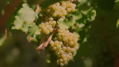 White grapes and leaves Stock Footage 99337300