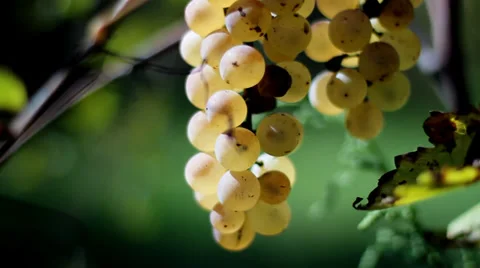 White Grapes In Autumn Stock-Footage 37327688