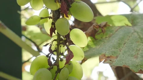 White grapes on a branch Stock Footage 160345426