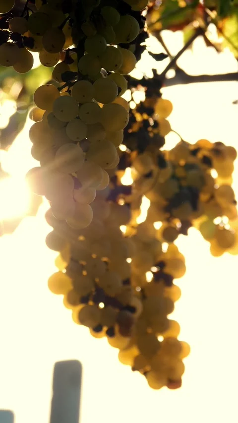 White grapes. Bunches of grapevines. Close-up. Big bunches of white juicy ripe Stock Footage 313986517