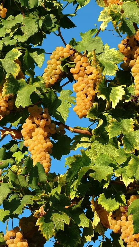 White grapes. Bunches of grapevines. Close-up. Big bunches of white juicy ripe Video stock 314659716