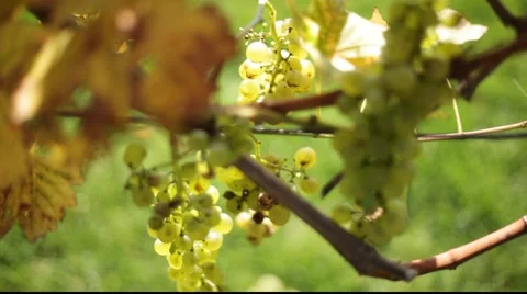 White grapes change focus 库存影片 890547