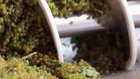 White grapes crushing and grinding Stock Footage 242523181