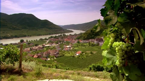 White grapes at the Donau Stock Footage 48793561