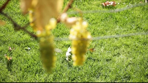 White grapes 库存影片 890526