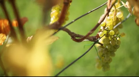 White grapes Stock Footage 890534