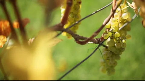 White grapes Stock Footage 890538