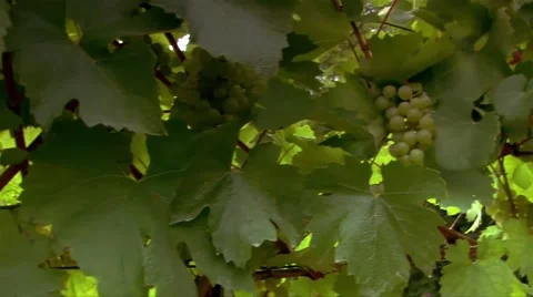White grapes Stock Footage 48793533