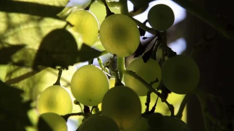 White grapes glow Stock Footage 72986715