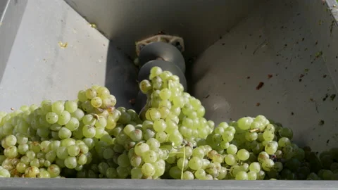 White grapes going through a grape crusher. Man is loading bunches of green Stock Footage 161097628