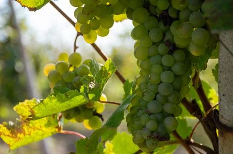 White grapes grow under the rays of the sun Stock Photos