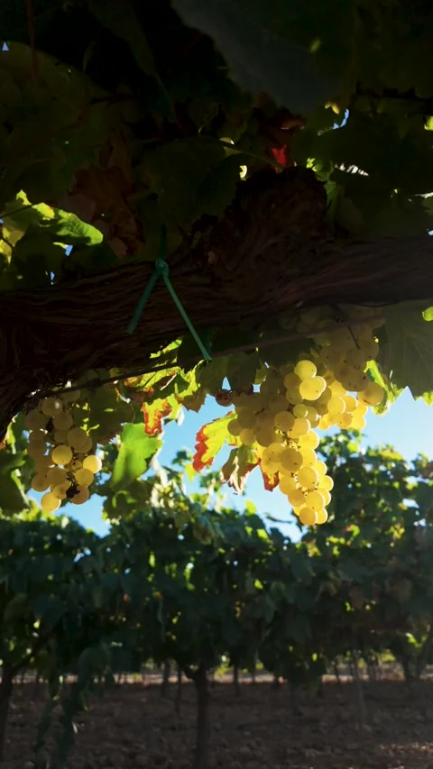 White grapes growing beneath a vineyard vine, leaves and grape clusters mov.. Stock Footage 344890269