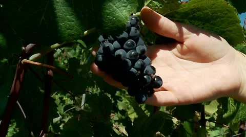 White Grapes & hands of agronomist at the vineyard Stock Footage