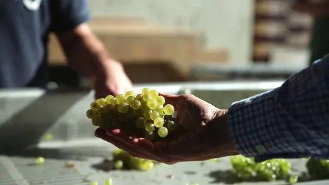 The white grapes in hands Stock Footage 74467074