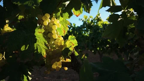 White grapes hanging from an old vineyard vine, illuminated leaves and frui.. Stock Footage 344890194
