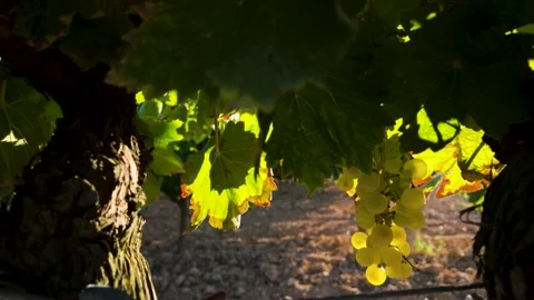 White grapes hanging from an old vineyard vine, illuminated leaves and frui.. Stock Footage 344890207