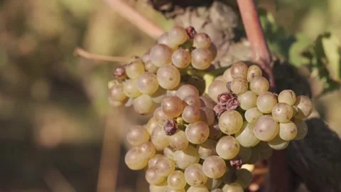 White Grapes Hanging From Vine Ready To Be Harvested at Fall - Close Up Stock Footage 252642151