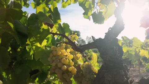 White grapes hanging from a vineyard vine, warm sunlight shining through th.. Stock Footage 344890296