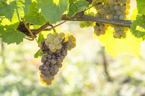 White grapes infested with rot and mold Stock Photos