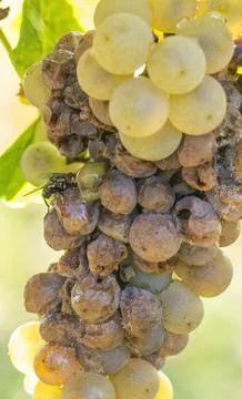White grapes infested with rot and mold Stock Photos