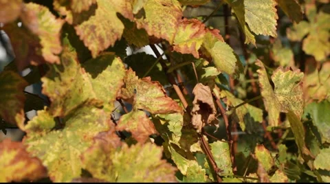 White grapes leafs landscaping 库存影片 890586