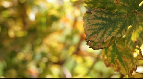 White grapes leafs in wind 库存影片 890552