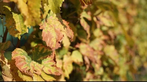 White grapes leafs in wind 库存影片 890561