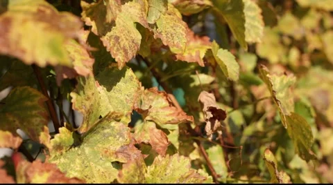 White grapes leafs in wind 库存影片 890572