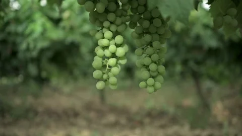 White grapes lit by the sun Stock Footage 246594725