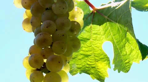 White Grapes (Muscat) Stock Footage