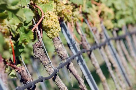 White grapes Stock Photos