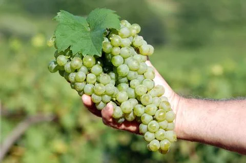White grapes Stock Photos