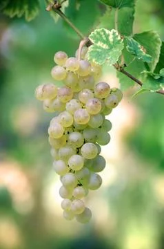 White grapes Stock-Fotos