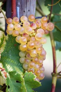White grapes Stock Photos