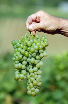 White grapes Stock Photos