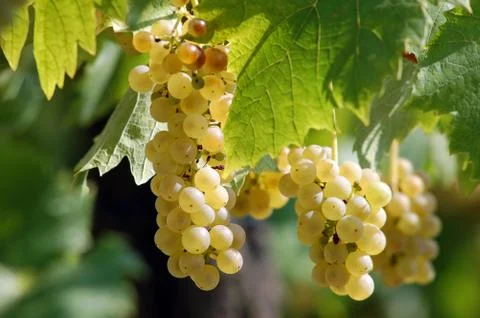 White grapes Stock Photos