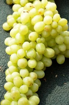 White grapes 写真素材