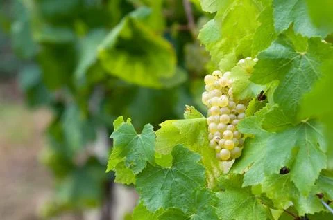 White grapes Stock Photos