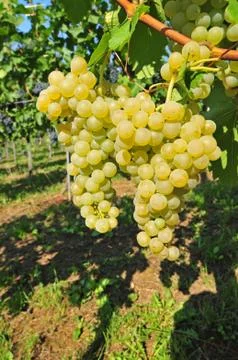 White grapes Foto stock