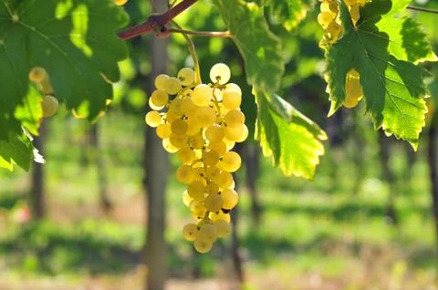 White grapes Stock Photos