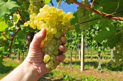 White grapes Stock Photos