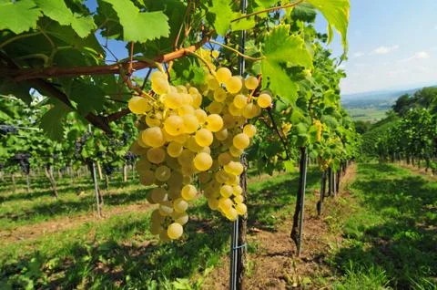 White grapes Stock Photos