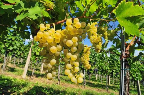 White grapes Stock Photos