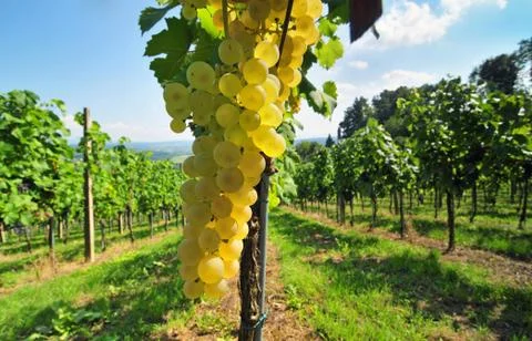 White grapes Stock Photos