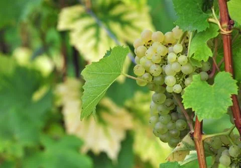 White grapes Stock Photos