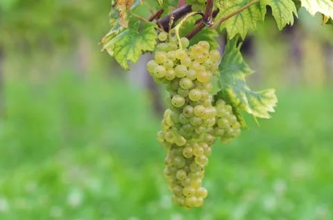 White grapes Foto stock