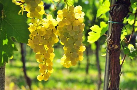 White grapes Foto stock